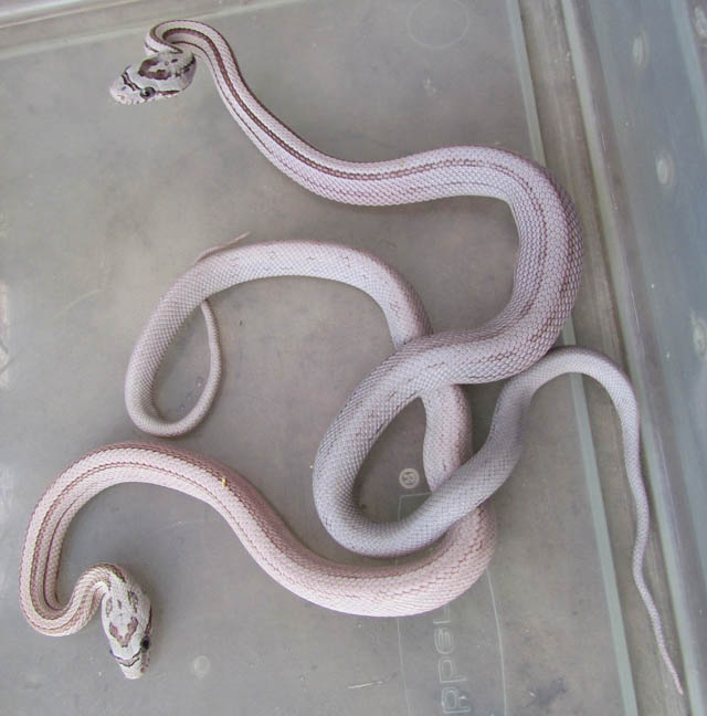 Vanishing Pattern Ghost Corn Snakes